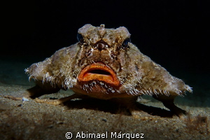 Shortnose Batfish 2 by Abimael Márquez 